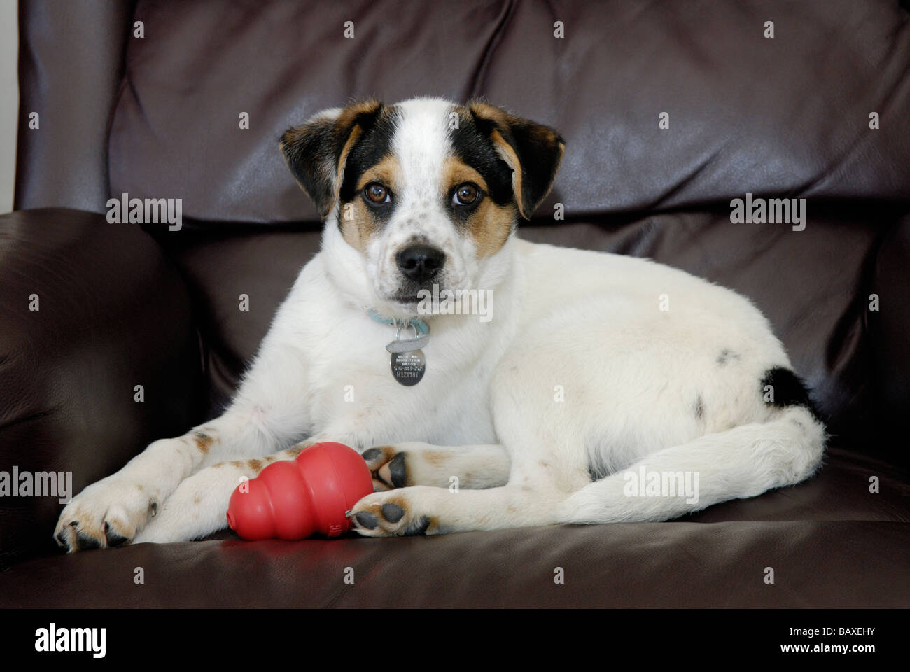 Mignon chiot de race mixte Banque D'Images
