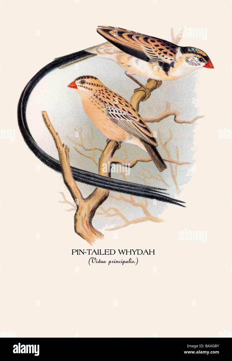 Pin-Tailed Ouidah Banque D'Images