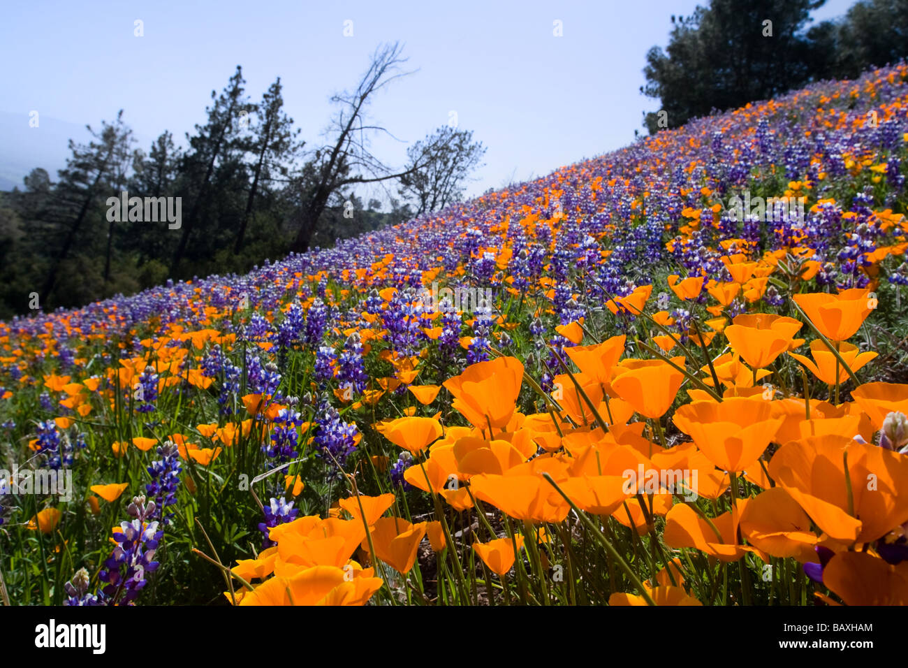 Coquelicots de Californie et Lupin, Figueroa, la montagne, la Forêt Nationale los Padres Santa Ynez Valley Banque D'Images