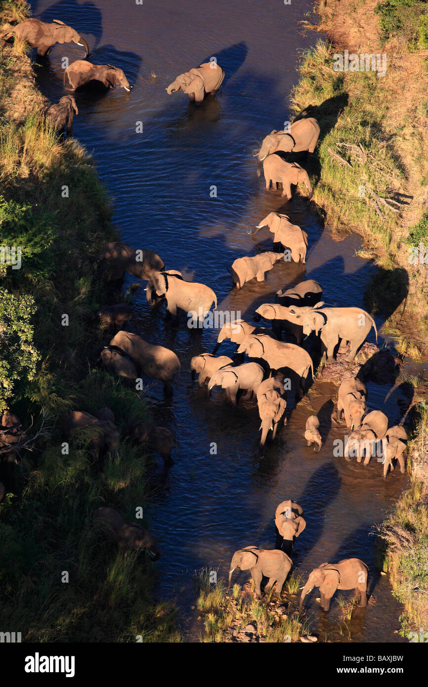 Vue aérienne d'éléphants dans Victoria Falls National Park, Zimbabwe Banque D'Images