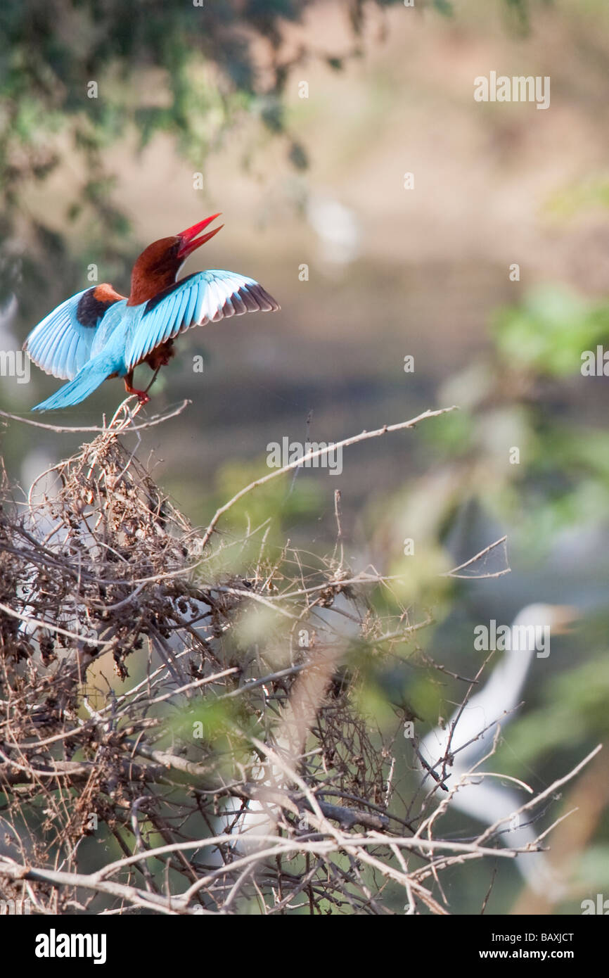 White Throated Kingfisher en refuge d'oiseaux de Bharatpur Keoladeo en Inde Banque D'Images