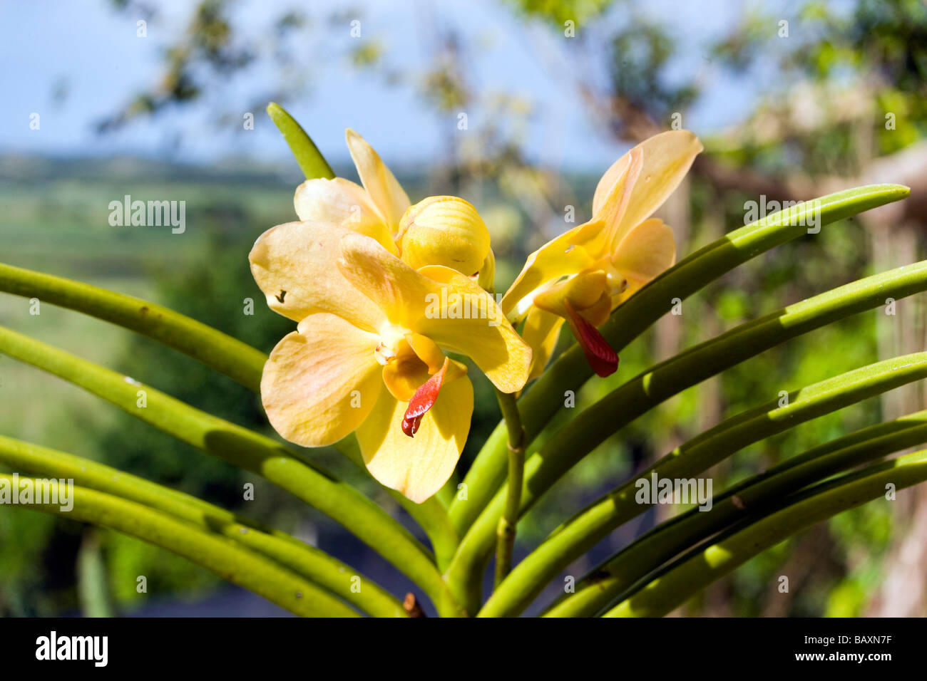 Orchidée en fleurs orchidée, monde, Centre de la Barbade, la Barbade, Caraïbes Banque D'Images