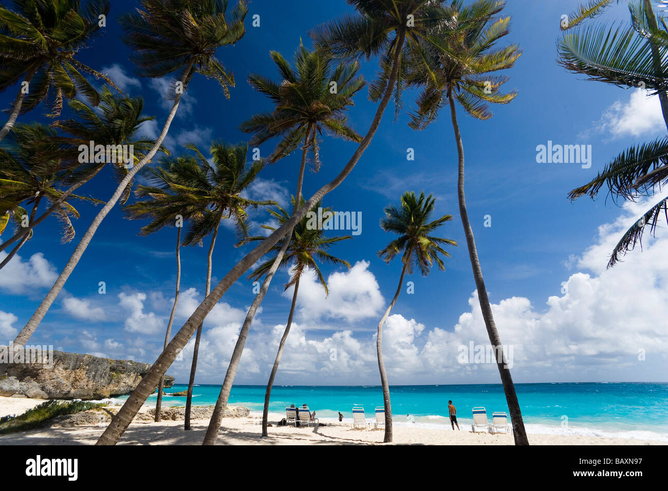 Palmiers à plage de Baie inférieure, Saint Philip, Barbade, Caraïbes Banque D'Images