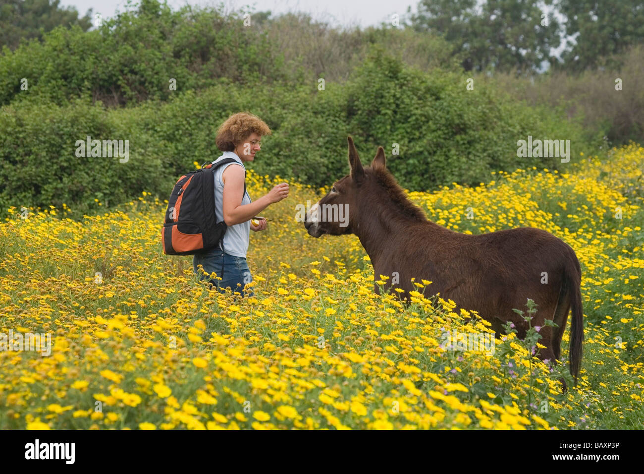 Rencontre avec un âne, randonnée femme près de les bains d'Aphrodite, Réserve naturelle d'Akamas, parc sud de Chypre, Chypre Banque D'Images