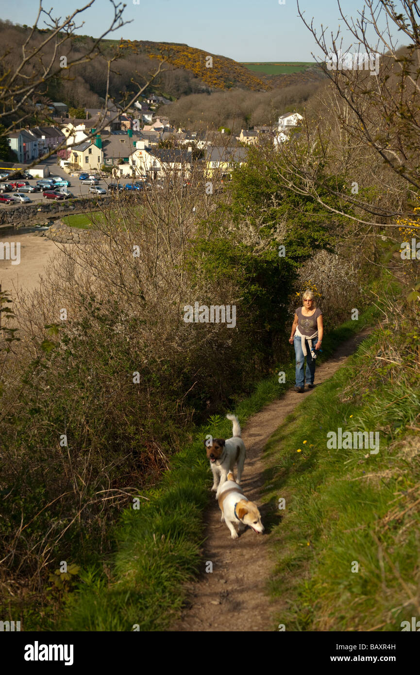 Après-midi de printemps femme marche ses chiens sur le parc national Pembrokeshire Coast Path longue distance Pembrokeshire Wales UK Solva Banque D'Images