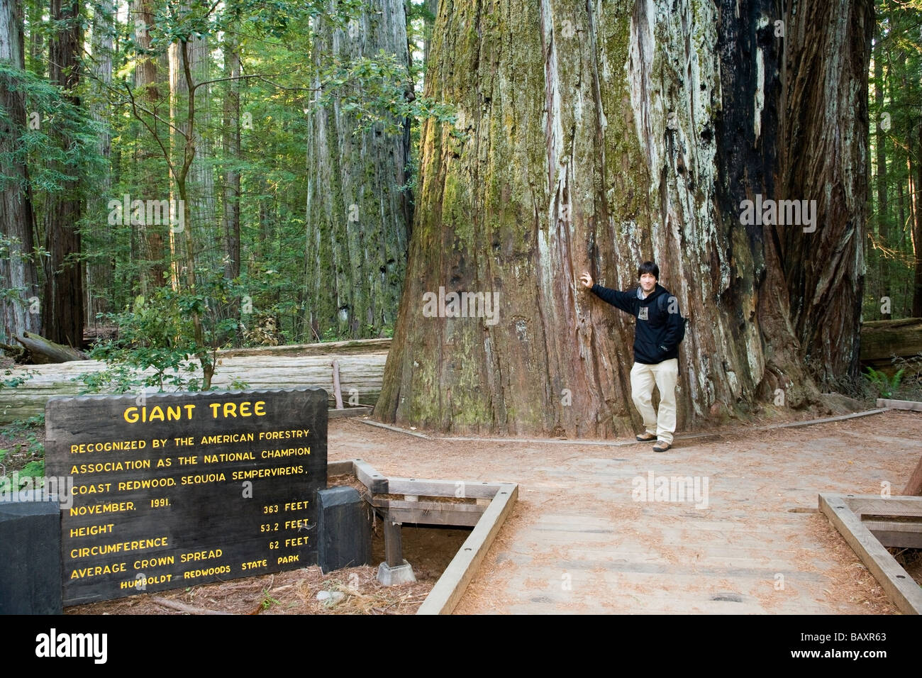 Avenue des Géants / Forêt Rockefeller - Humboldt Redwoods State Park, Californie Banque D'Images