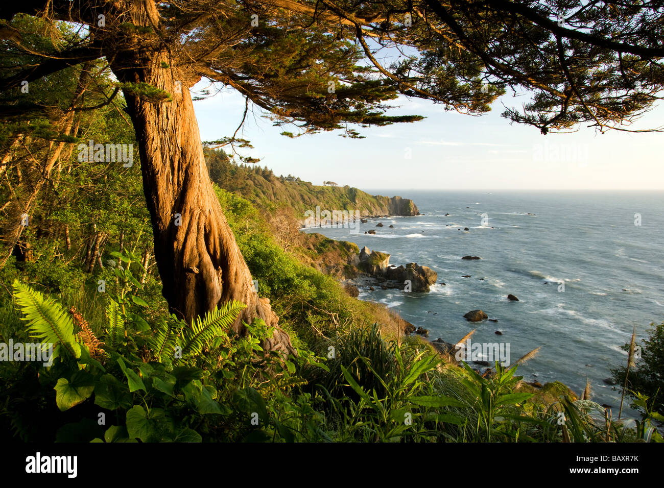 Arbre côtier en lumière dorée - Sue-meg State Park - Trinidad, Californie, États-Unis Banque D'Images