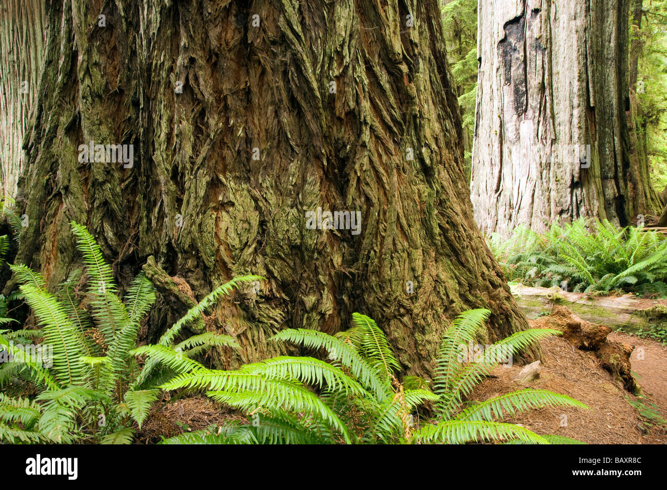Base de séquoia géant - Prairie Creek Redwoods State Park - près de Crescent City, Californie Banque D'Images