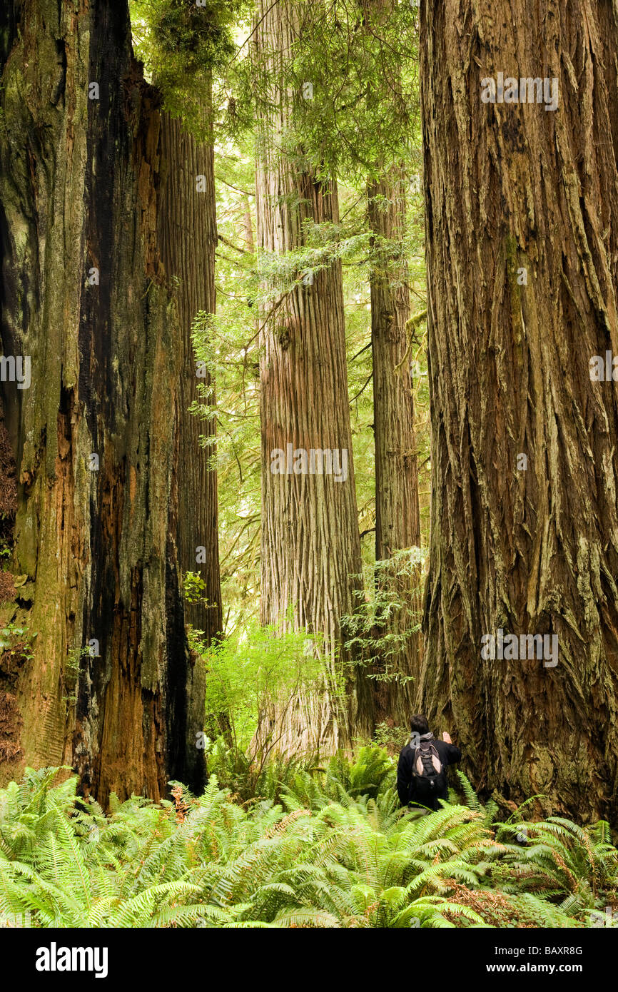 Parmi les séquoias géant Backpacker - Prairie Creek Redwoods State Park - près de Crescent City, Californie Banque D'Images