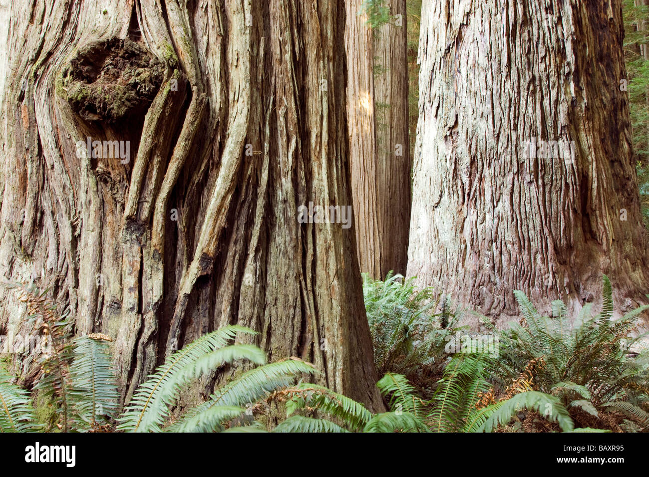 Séquoias anciens - Stout Grove, Jedediah Smith Redwoods State Park - près de Crescent City, Californie Banque D'Images