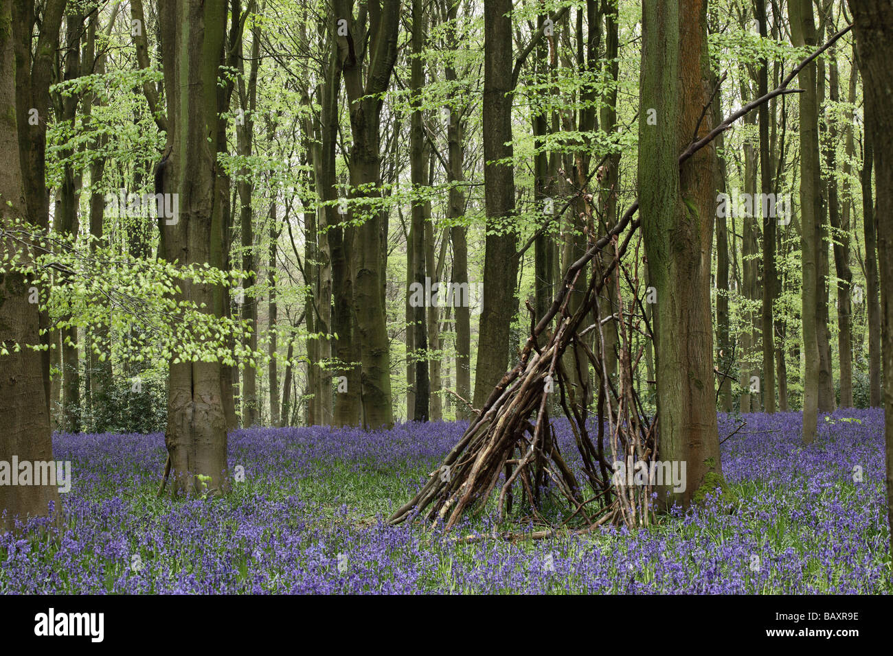 Bluebells et cachez dans West Woods bluebell Wood, Nr Marlborough, Wiltshire, Angleterre, Royaume-Uni Banque D'Images