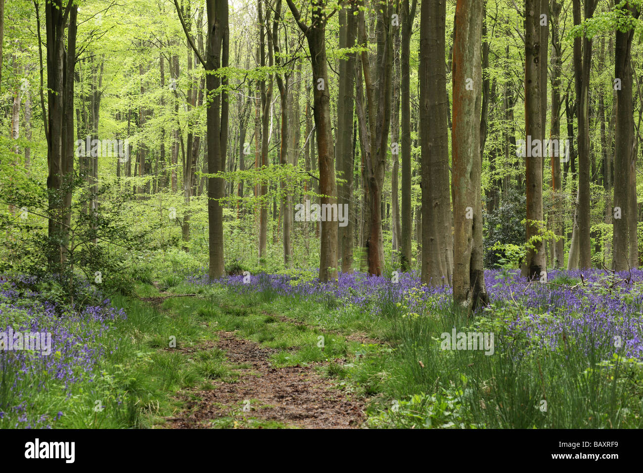 Chemin à travers les cloches à West Woods bluebell Wood, Nr Marlborough, Wiltshire, Angleterre, Royaume-Uni Banque D'Images