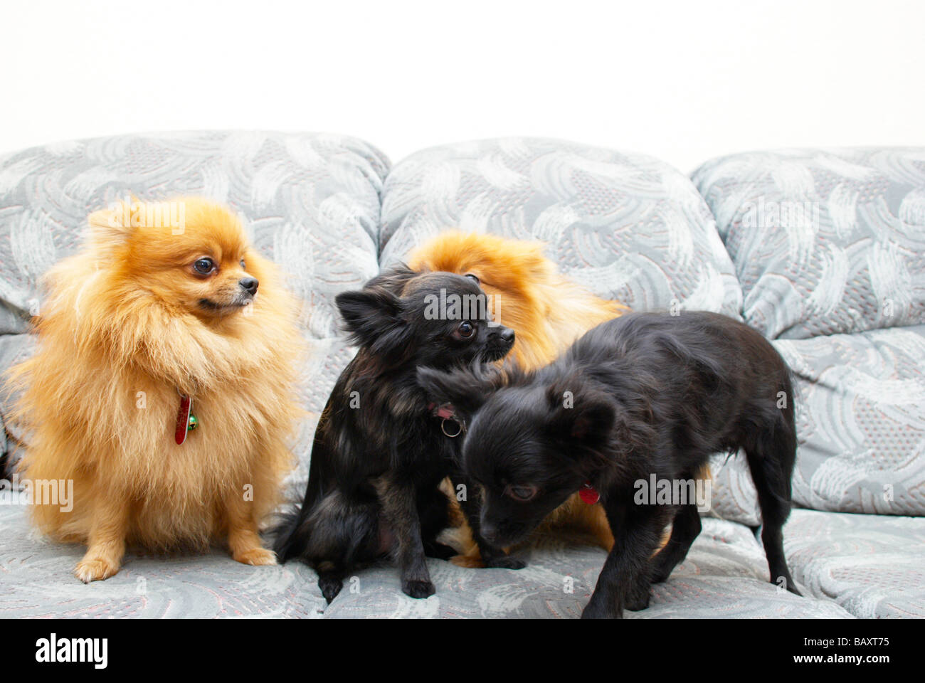 Pomeranians adultes et leurs petits croisés (noir) Banque D'Images