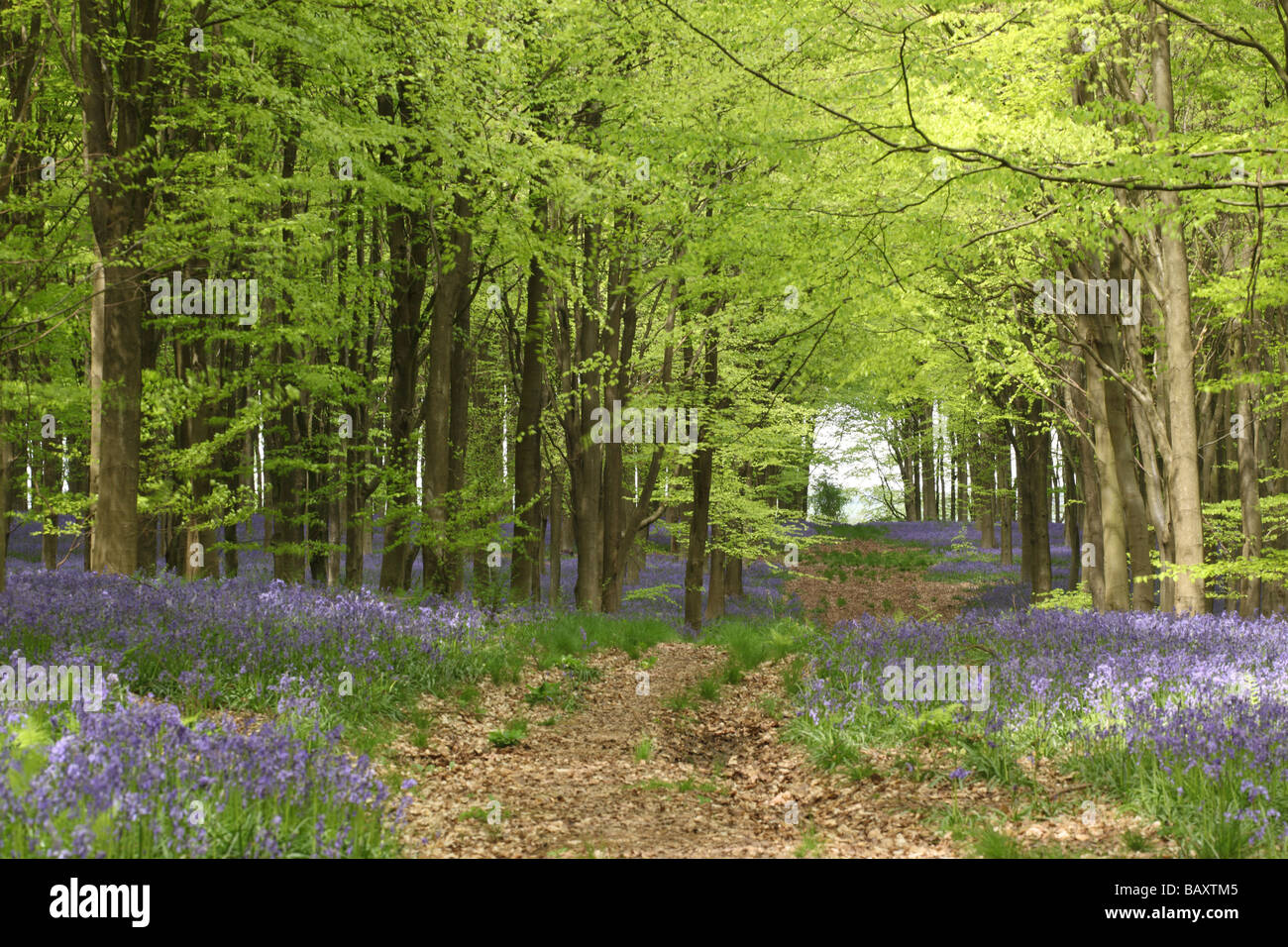 Chemin à travers les cloches - jacinthoides non scripta au printemps, West Woods bluebell Wood, près de Marlborough, Wiltshire, Angleterre, Royaume-Uni Banque D'Images