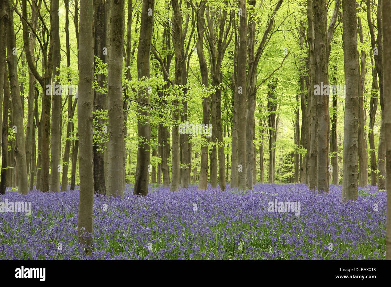 Bluebells - - jacinthoides non scripta. Printemps à West Woods bluebell Wood, près de Marlborough, Wiltshire, Angleterre, Royaume-Uni Banque D'Images