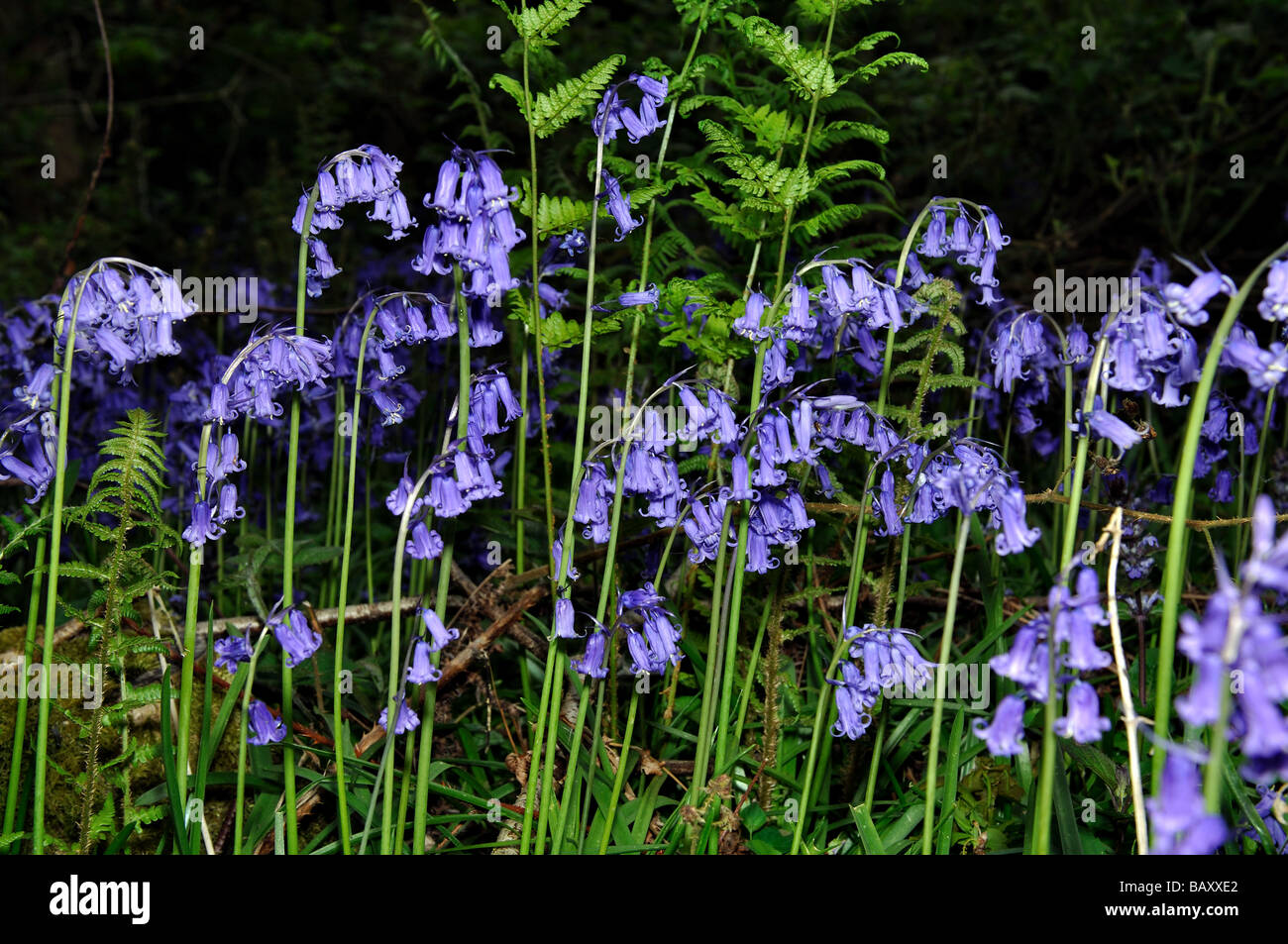 Bluebells de plus en plus d'une forêt, dans le Warwickshire, Royaume-Uni Banque D'Images