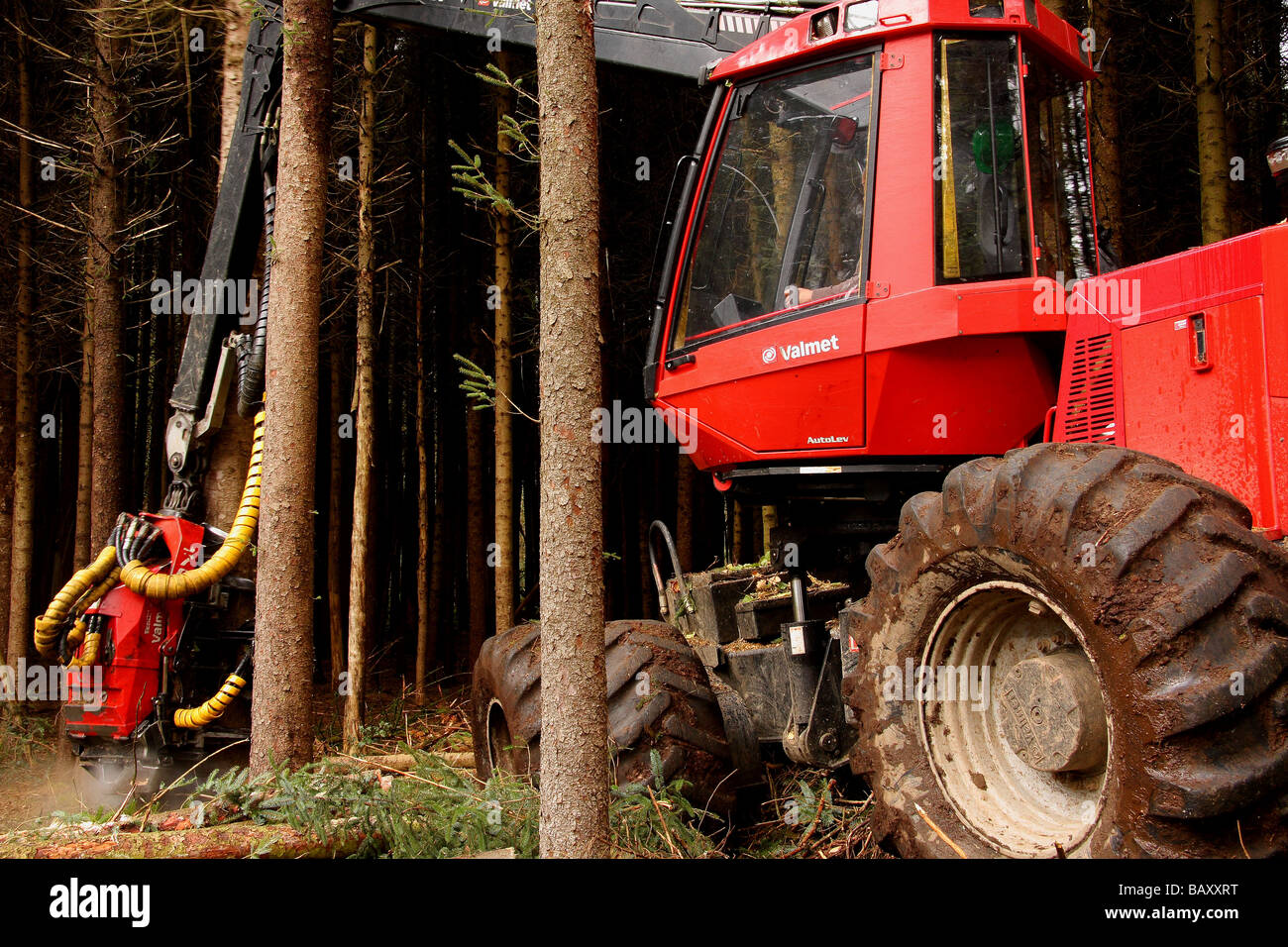 Une machine forestière Valmet couper un arbre dans un bois Limousin France Banque D'Images