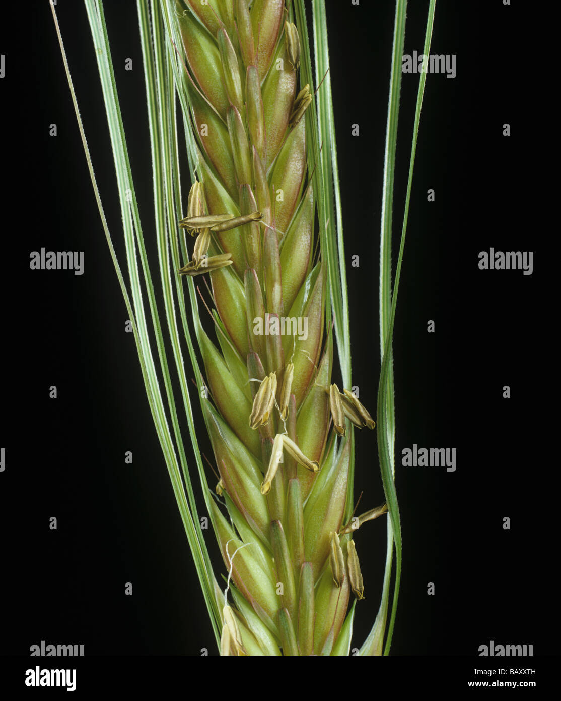 L'oreille de l'orge brassicole à deux rangs en fleurs avec anthères développées Banque D'Images