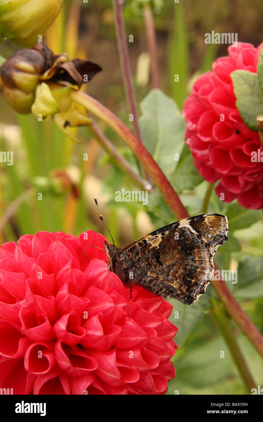 Un amiral rouge alimentation papillon d'une fleur Dahlia rouge avec ses ailes fermées Limousin France Banque D'Images