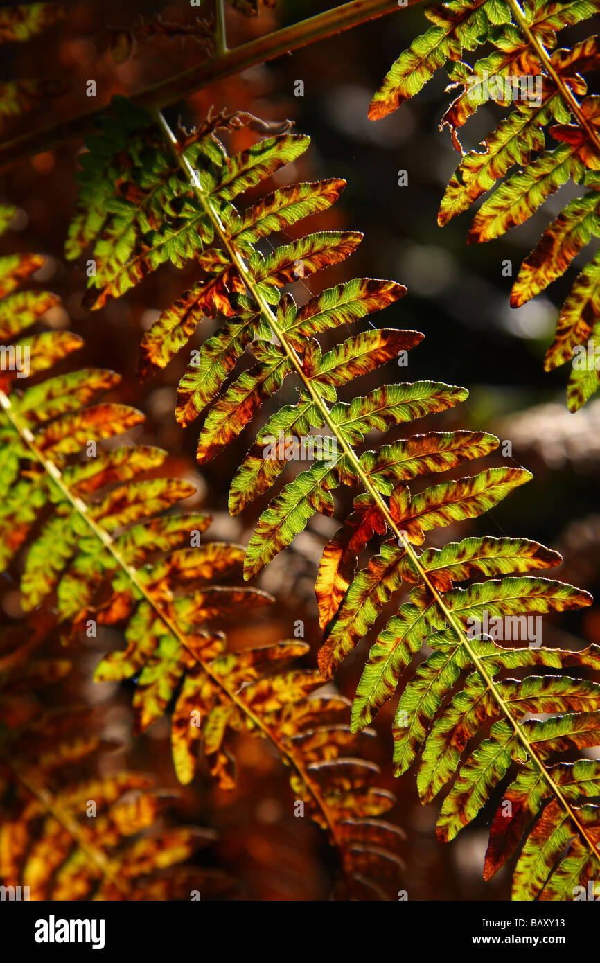Close up d'une partie d'une fronde de fougère à l'automne Limousin France Banque D'Images