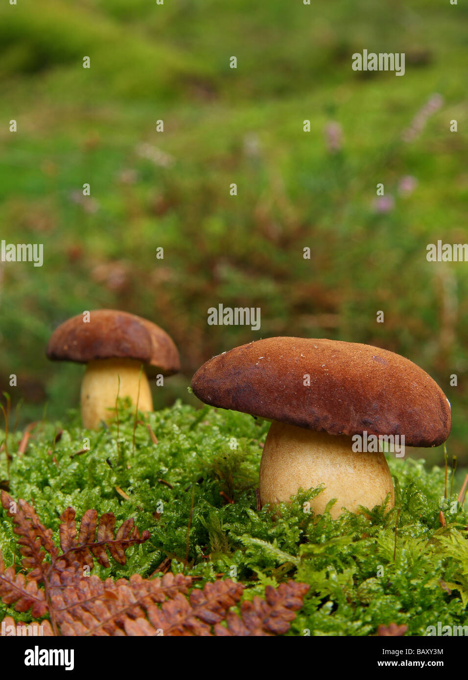 Deux Cep ou Penny bun champignons (Boletus edulis) dans la forêt moussue. Limousin France. Banque D'Images