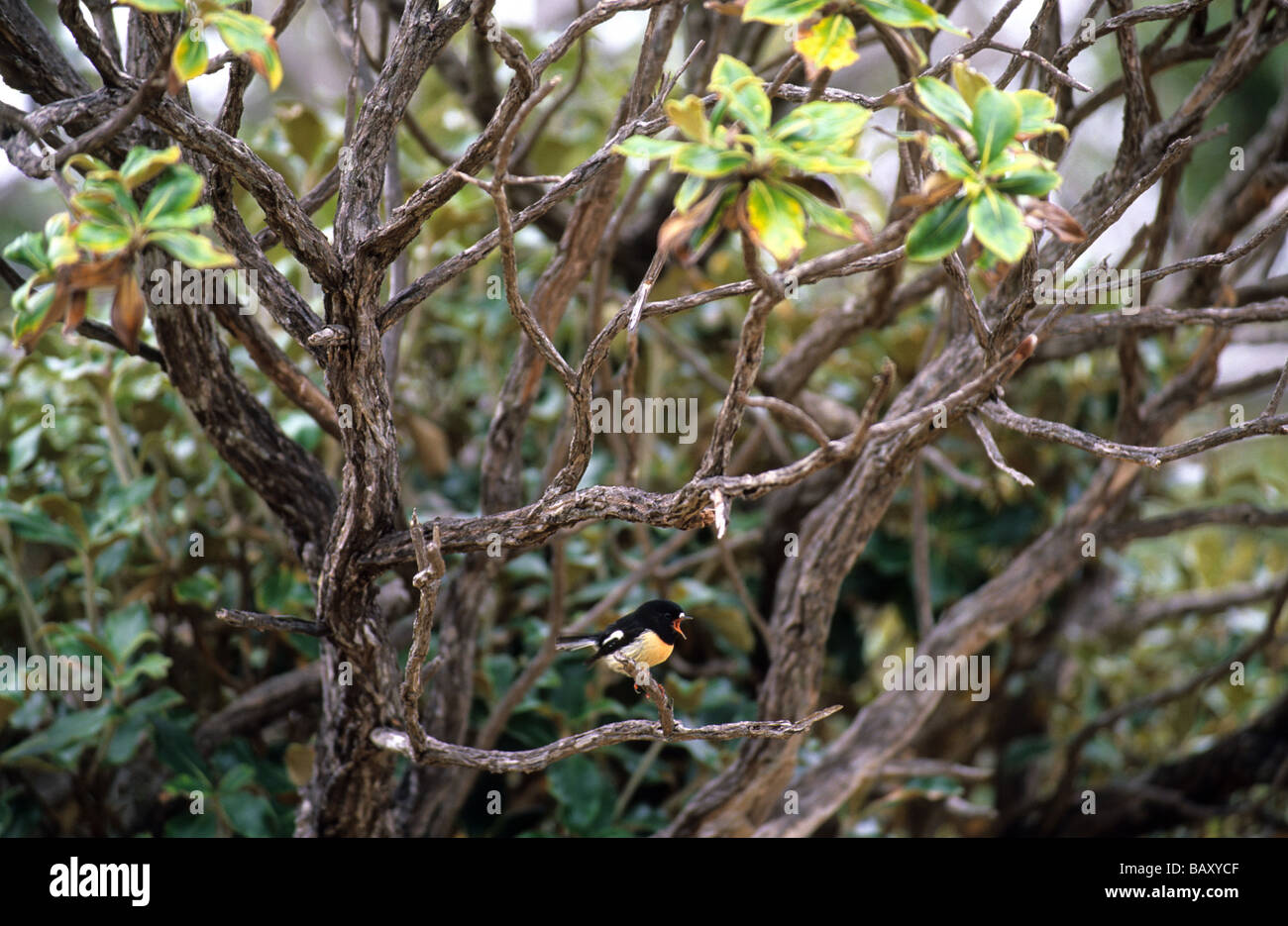 Un oiseau posé sur une branche d'un buisson, l'Ulva Island, Steward Island, New Zealand Banque D'Images