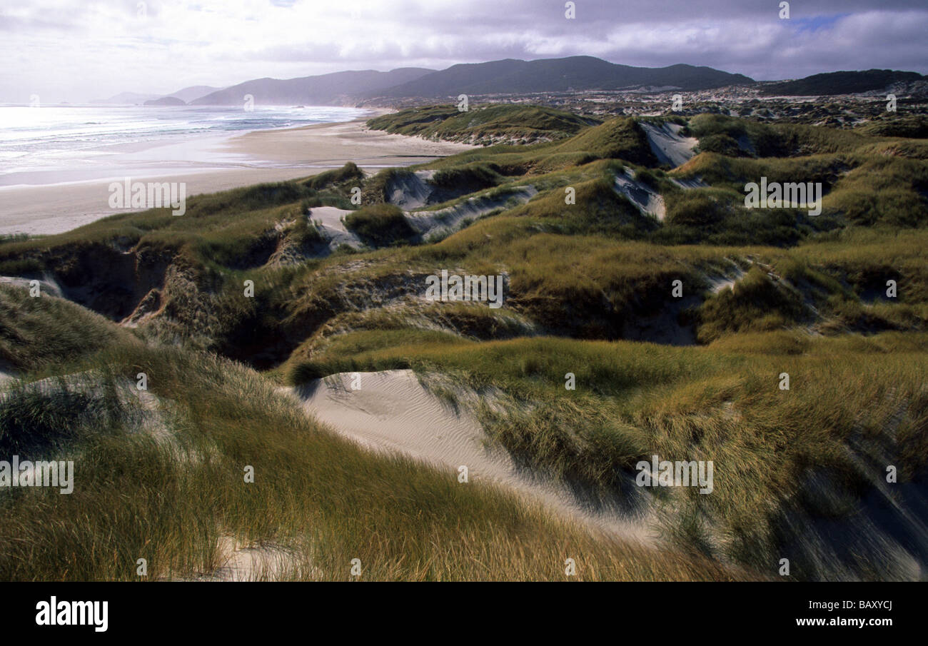 Dunes-de-lièvre à Mason Bay, Steward Island, New Zealand Banque D'Images