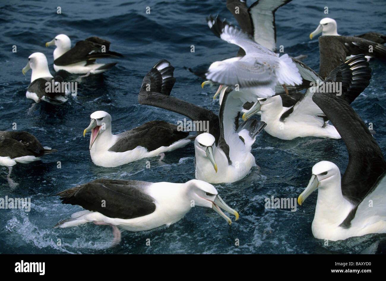 Troupeau d'albatros off Steward Island, New Zealand Banque D'Images