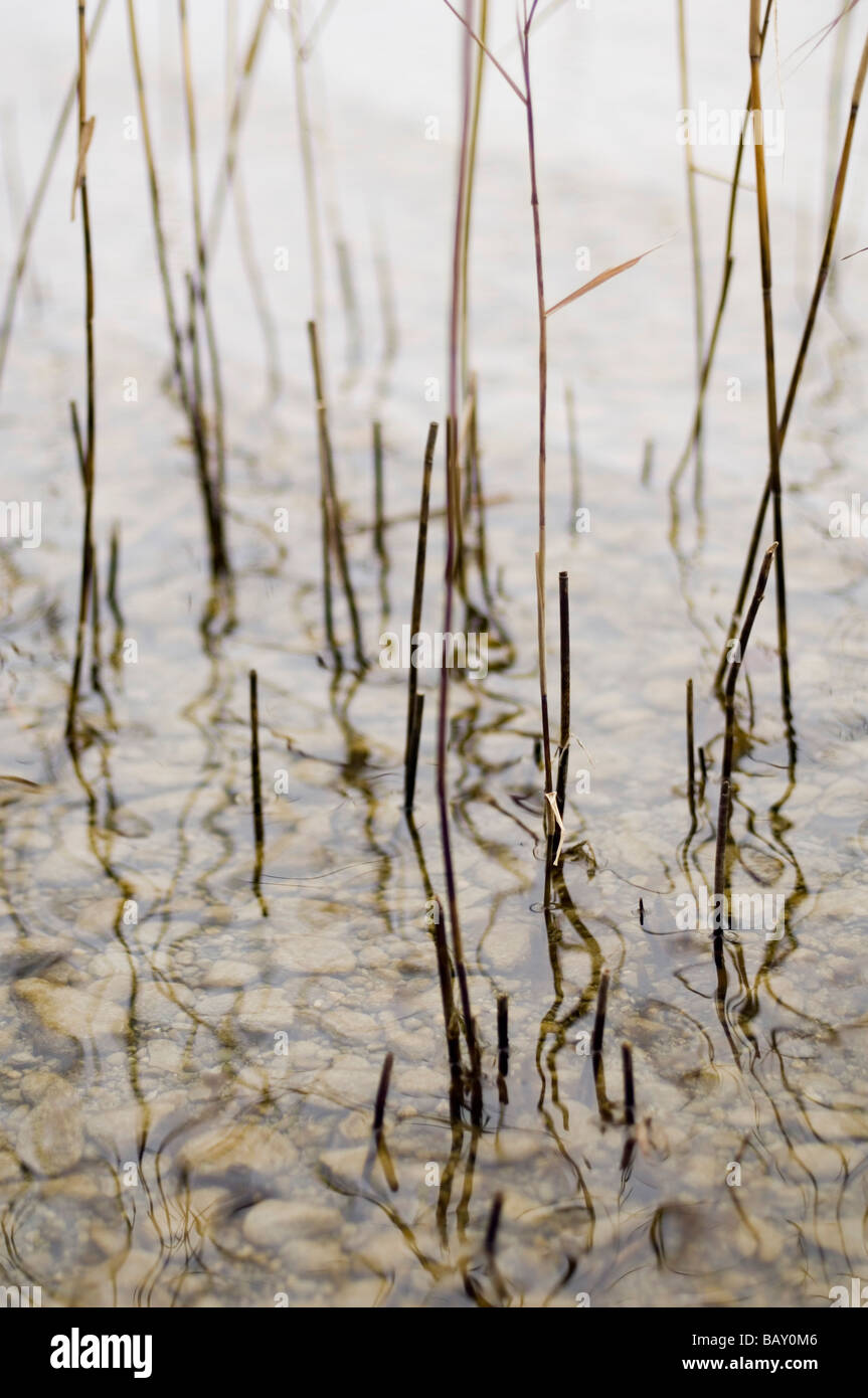 Roseau dans les eaux peu profondes du lac de Starnberg, en Bavière, Allemagne Banque D'Images