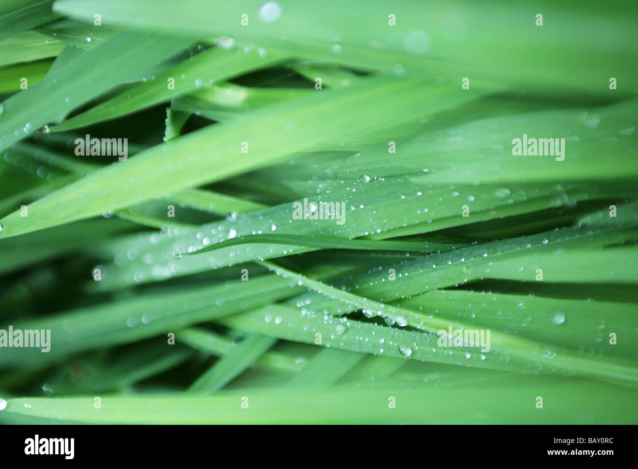 Brins d'herbe avec des gouttes d'eau, Close-up Banque D'Images