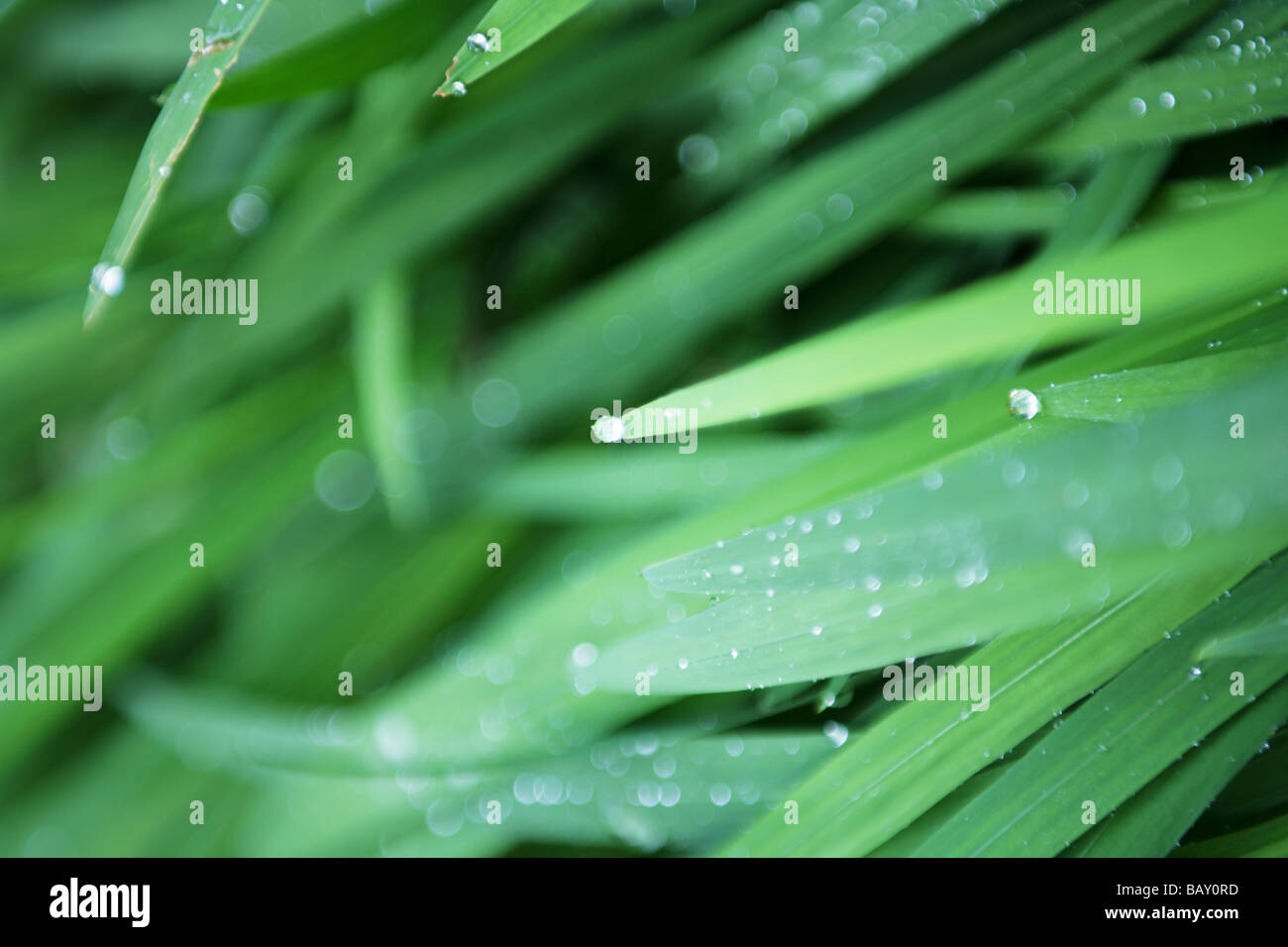 Brins d'herbe avec des gouttes d'eau, Close-up Banque D'Images