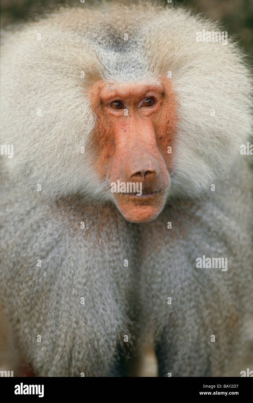 Portrait d'un homme babouin sacré Banque D'Images