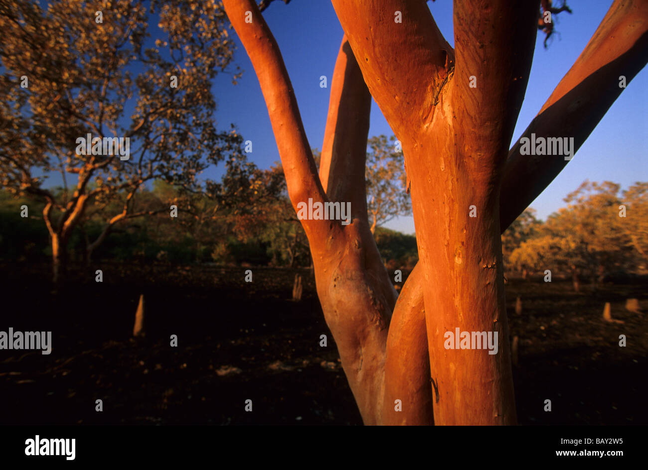 La gomme du saumon, de l'Eucalyptus, après un incendie, de l'Australie Banque D'Images
