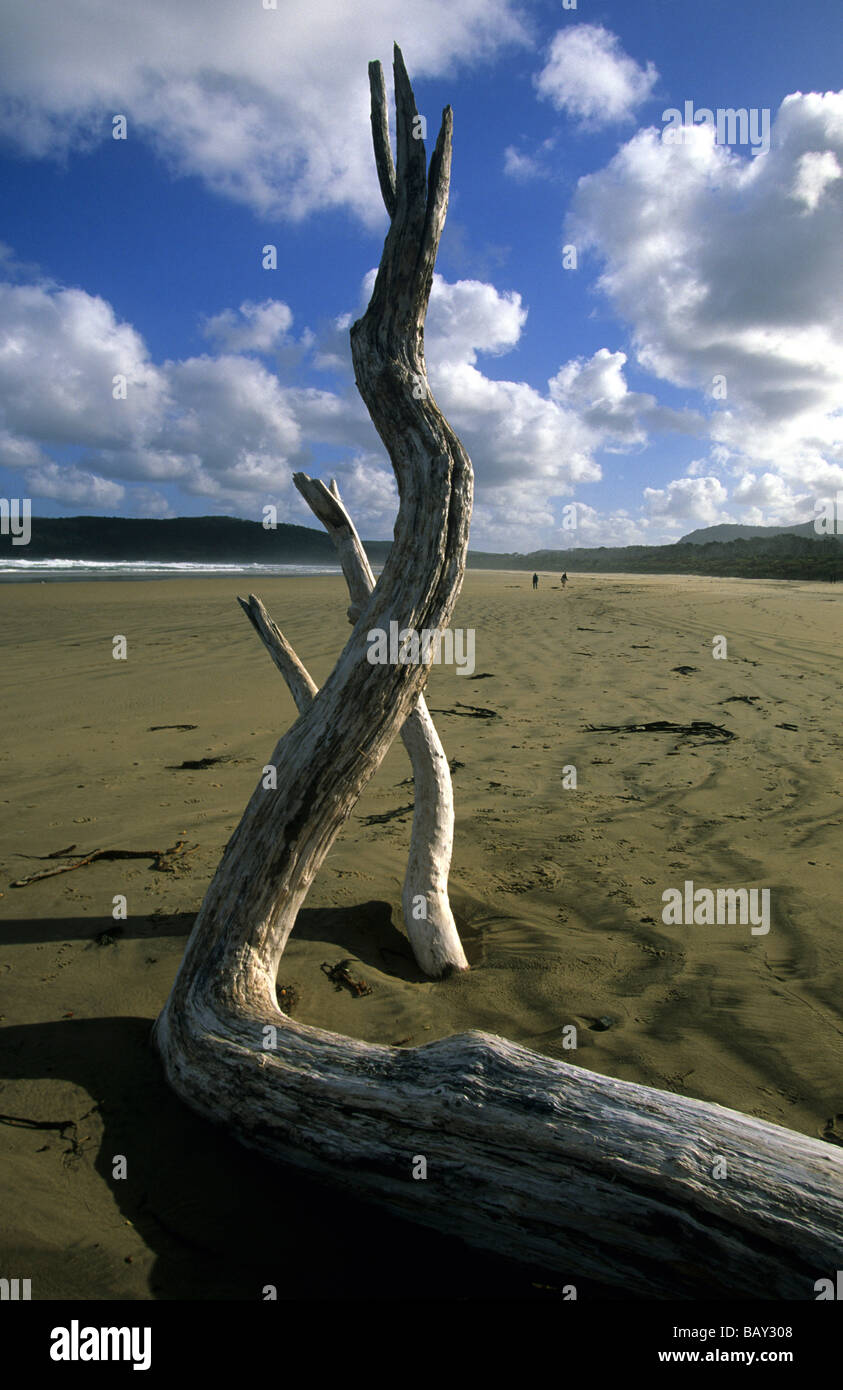 À la plage Driftwood, Catlin coast, Nouvelle-Zélande Banque D'Images