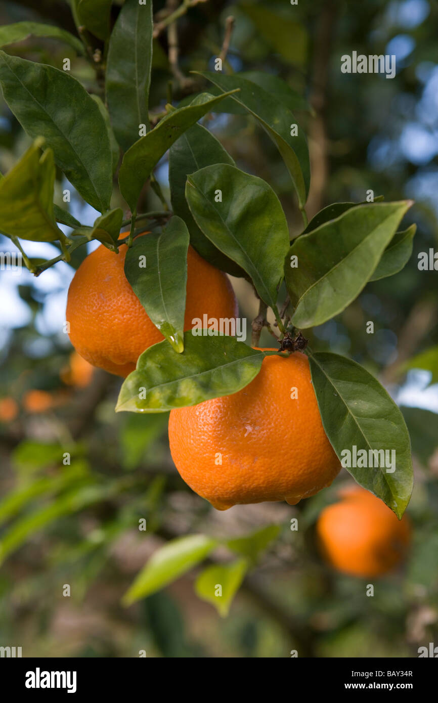 Oranges sur arbre, La Reserva Rotana Finca Hotel Rural, près de Manacor, Majorque, Îles Baléares, Espagne Banque D'Images