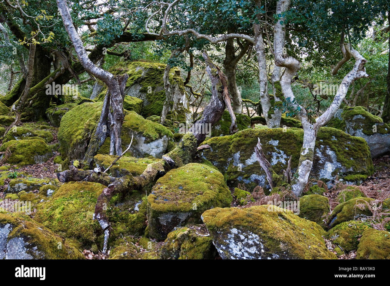 Forêt d'arbres couverts de mousse, le Parc National de Killarney, comté de Kerry, Irlande, Europe Banque D'Images