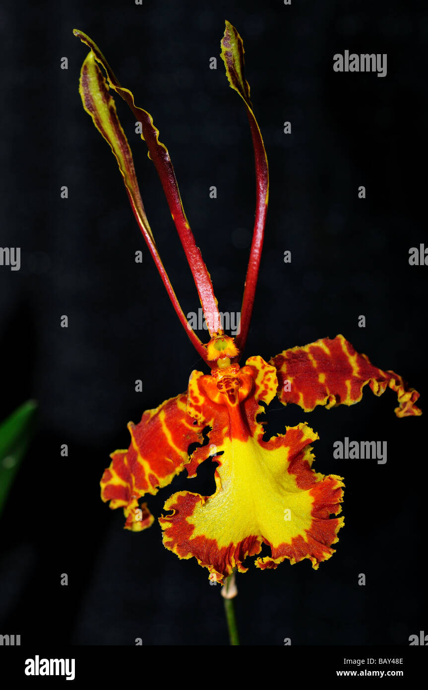 Orchidée fleur. Burgendy Psychopsis papilio Oncidium jaune . Banque D'Images