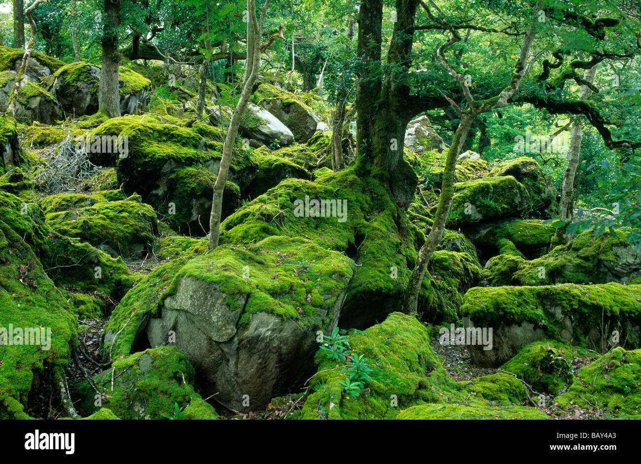 Paysage boisé avec mousse verte, le Parc National de Killarney, comté de Kerry, Irlande, Europe Banque D'Images