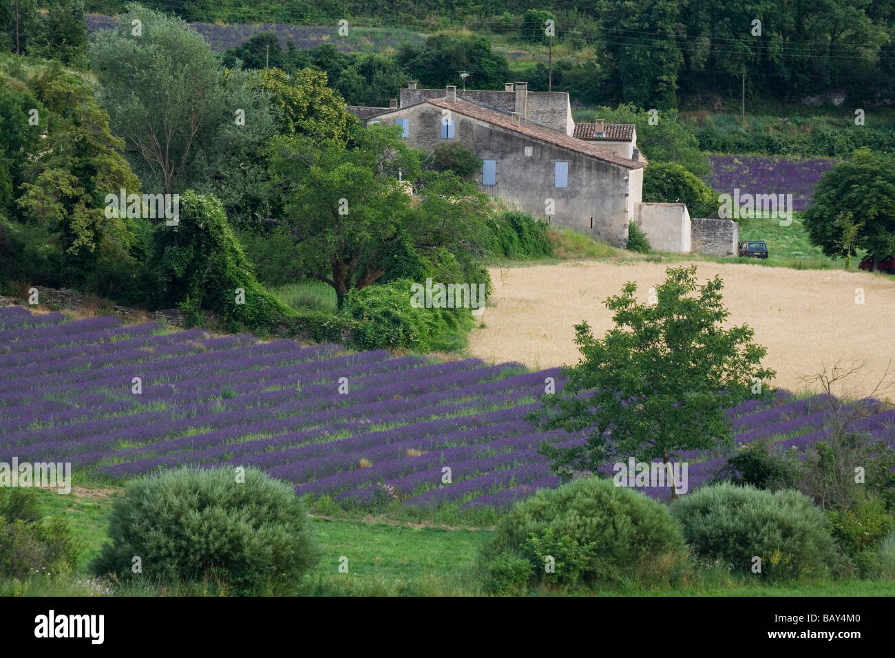 Champ de lavande en fleurs en face d'une maison de campagne, Luberon, Vaucluse, Provence, France Banque D'Images