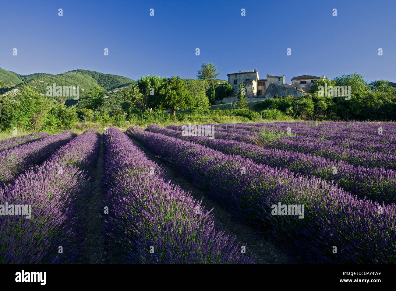Champ de lavande en fleurs devant le village d'Auribeau, Luberon, Vaucluse, Provence, France Banque D'Images