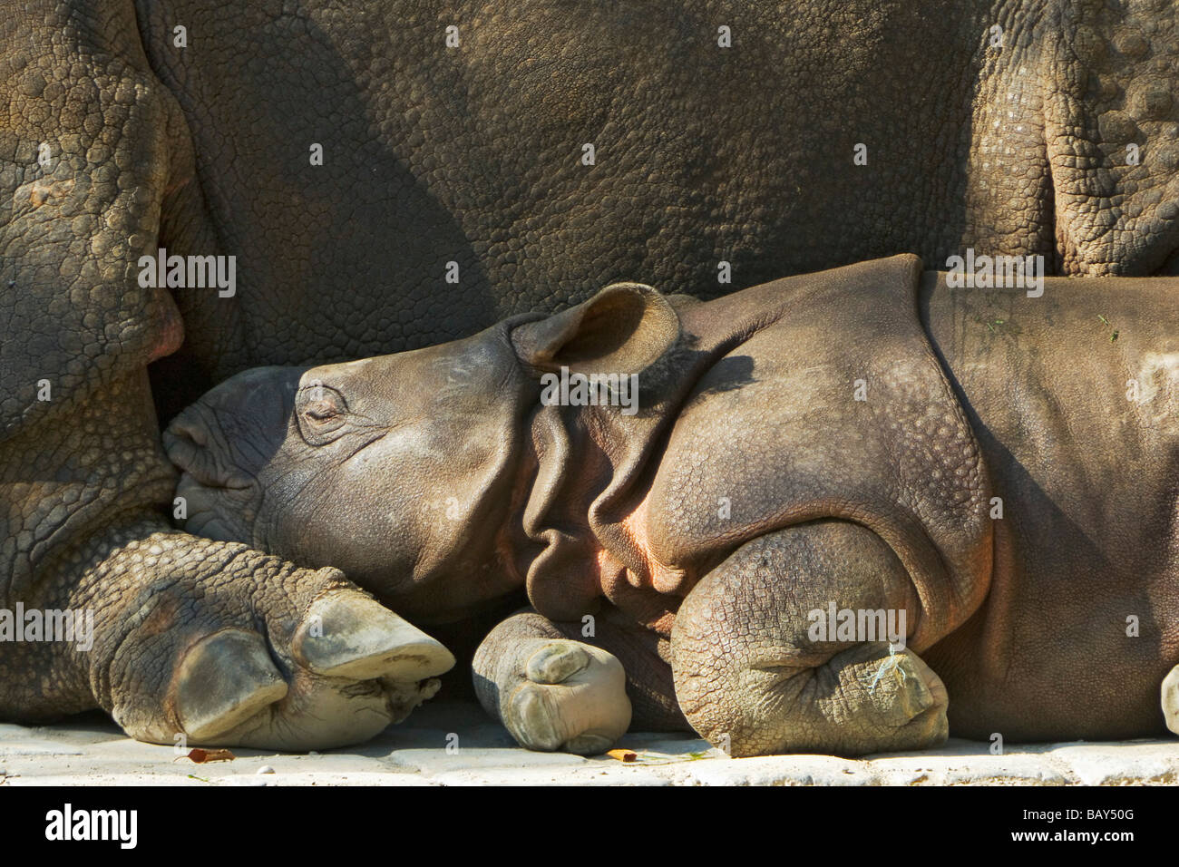 Grand Rhinocéros indien, sommeil bébé par sa mère, Rhinozeros captif unicornis Banque D'Images