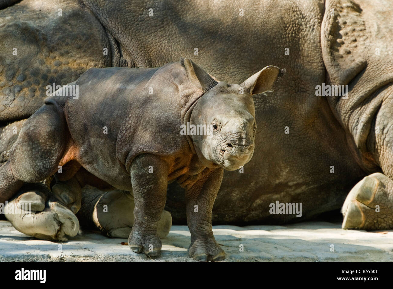 Les jeunes Grand Rhinocéros Indien avec mère, Rhinoceros unicornis, captive Banque D'Images
