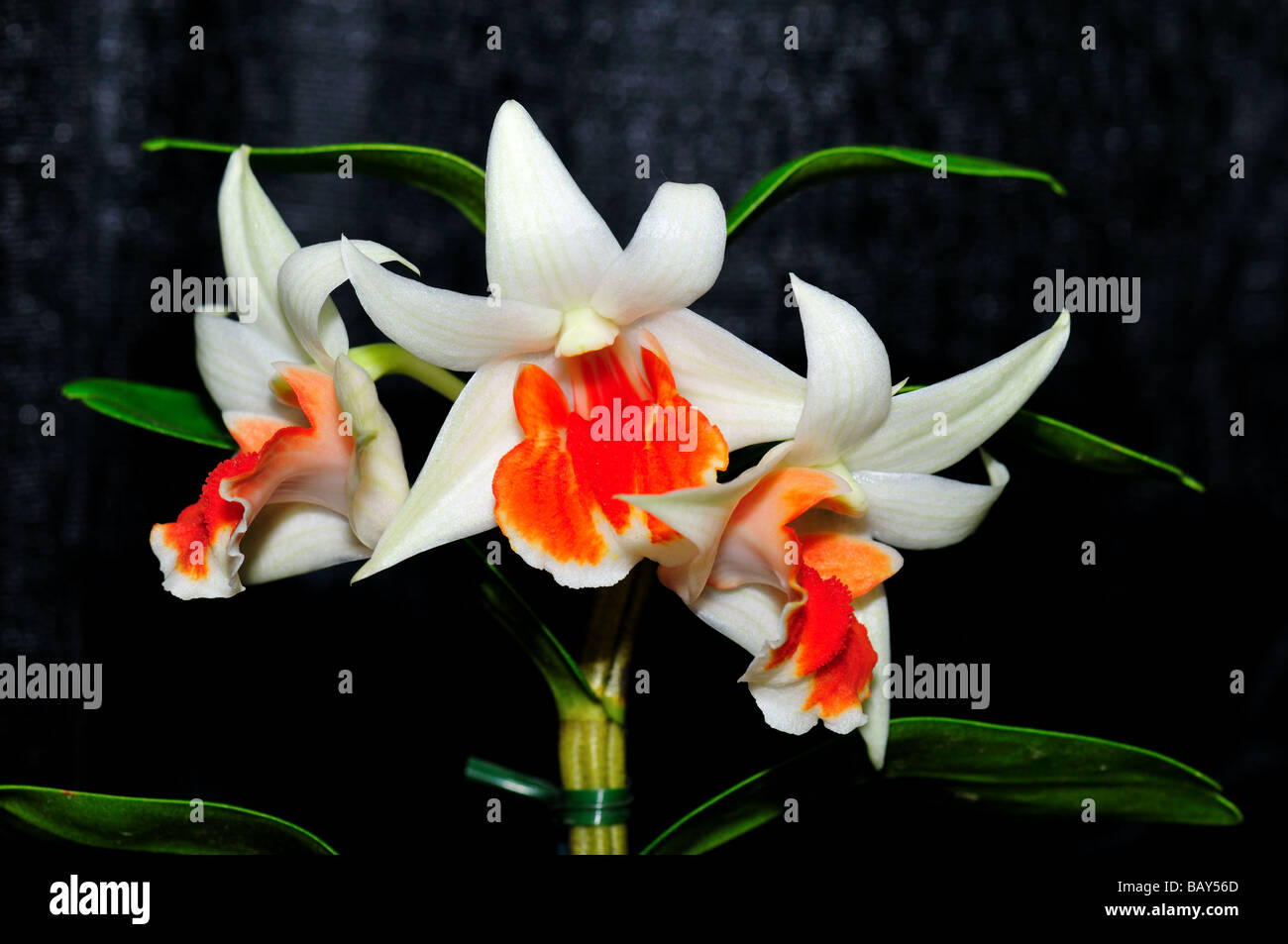 Fleurs d'orchidées. Dendrobium blanc orange. Banque D'Images