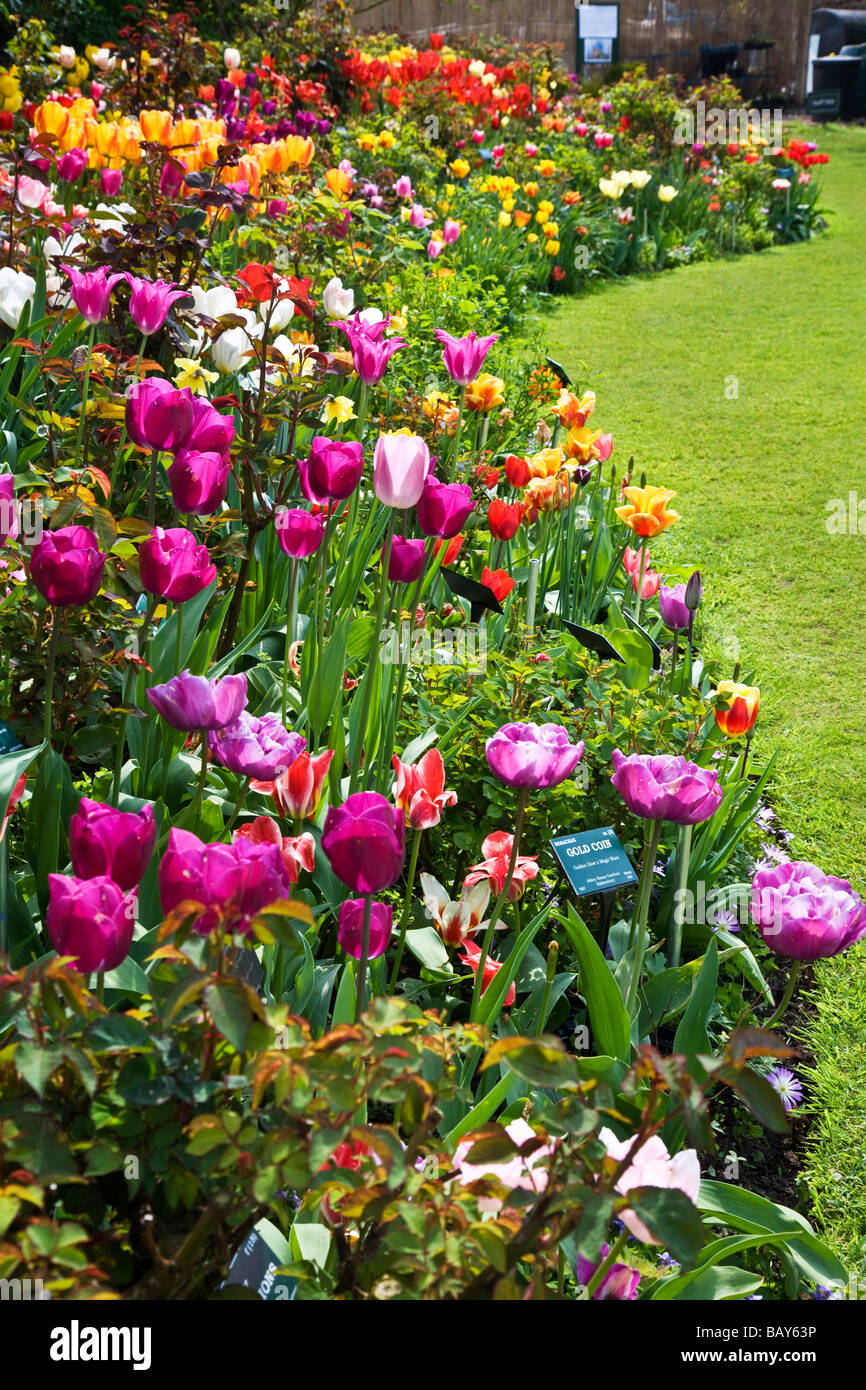 De nombreuses variétés de tulipes aux couleurs vives dans une bordure à Abbey House Gardens Malmesbury Wiltshire England UK Banque D'Images