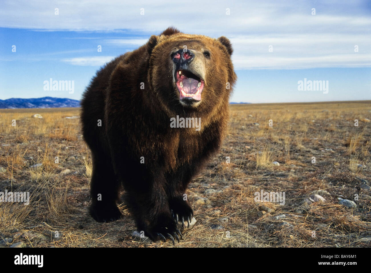 Kodiak-Bear agressif, homme, Ursus arctos middendorffi, Alaska, USA Banque D'Images