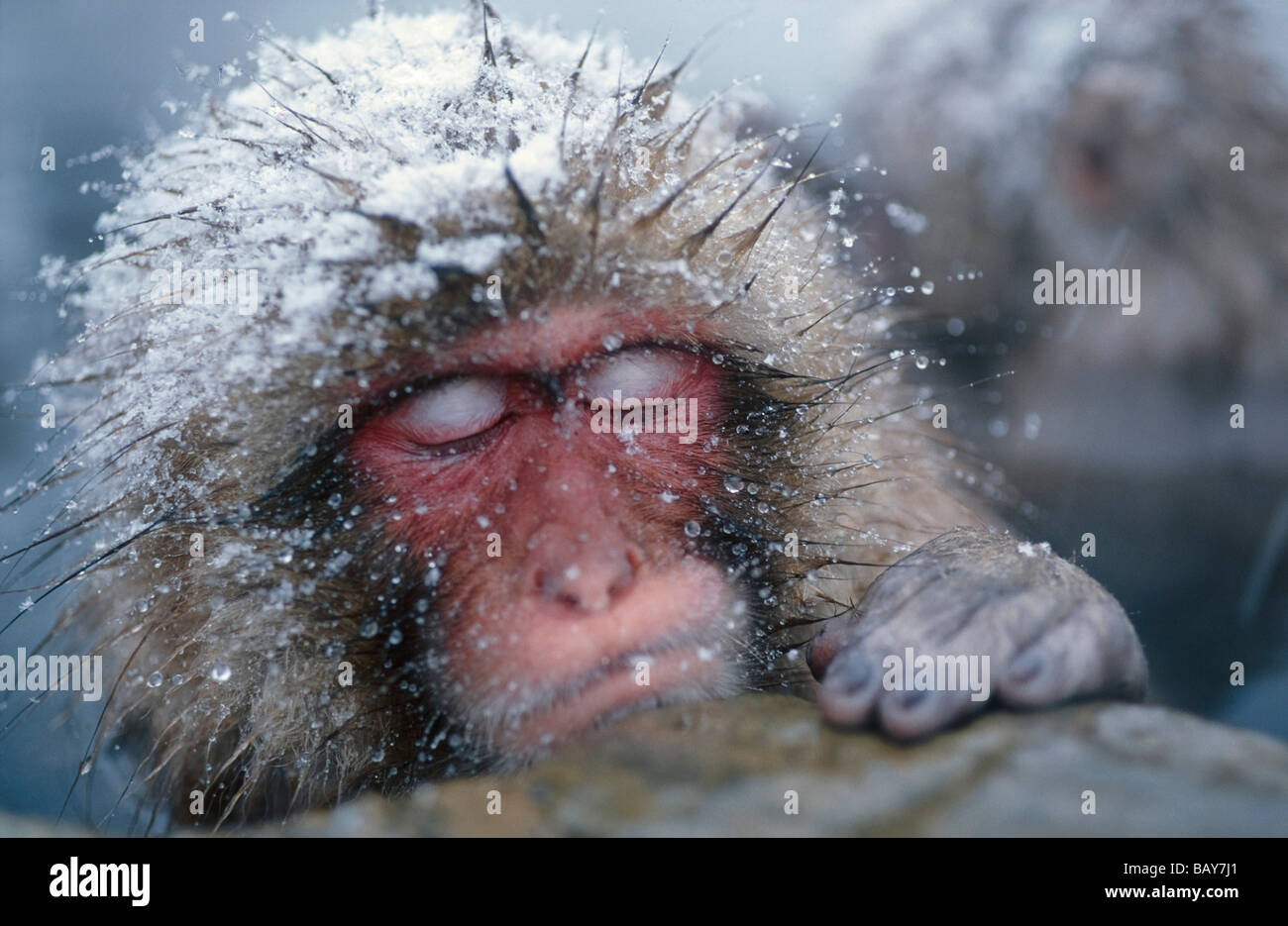 Macaque japonais dormant dans la piscine chaude, Snowmonkey, Alpes japonaises, le Japon Banque D'Images