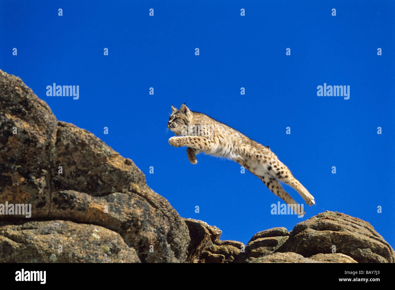 Bob Cat sautant, Felis rufus, en Amérique du Nord Banque D'Images