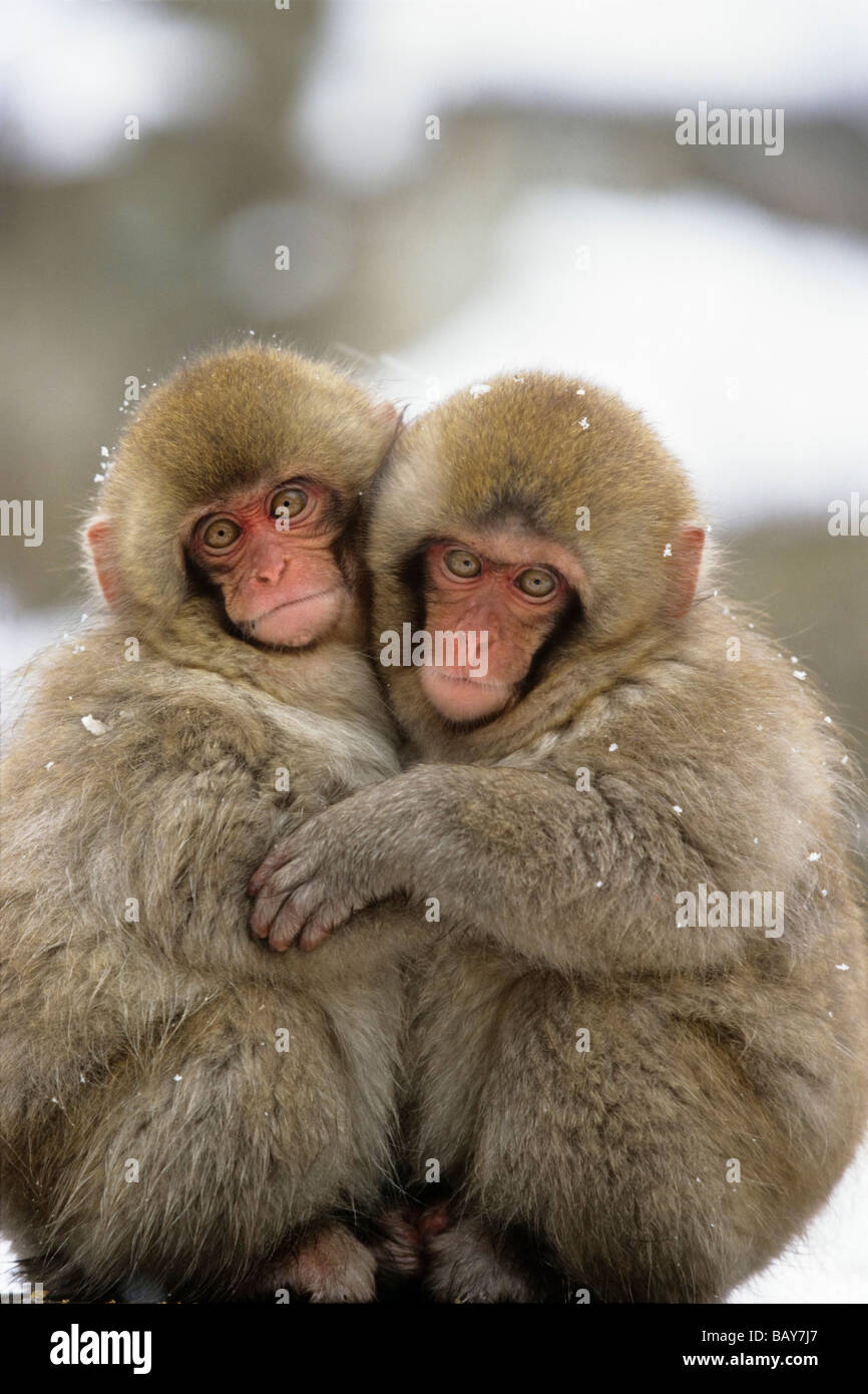 Macaques japonais s'étreindre, Alpes japonaises, le Japon Banque D'Images