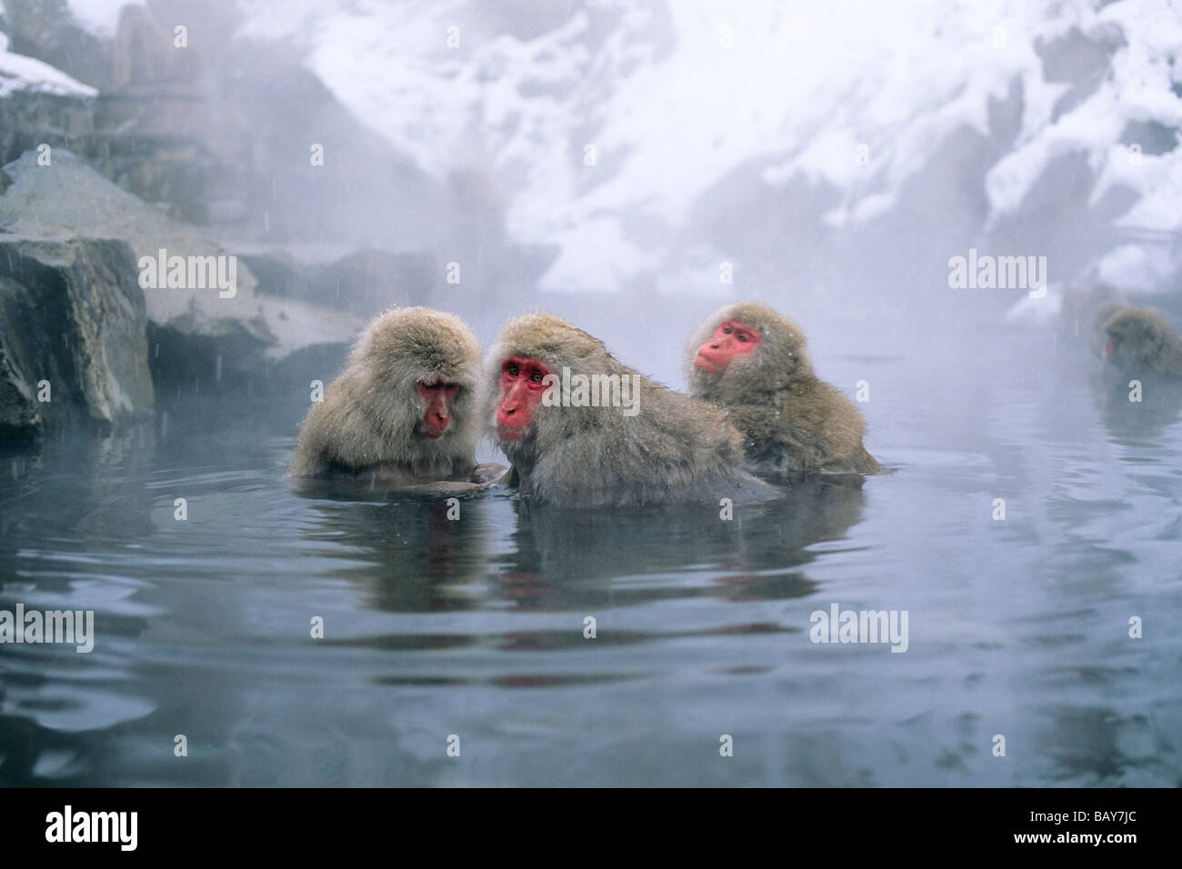 Macaques japonais Hot spring, Alpes japonaises, le Japon Banque D'Images