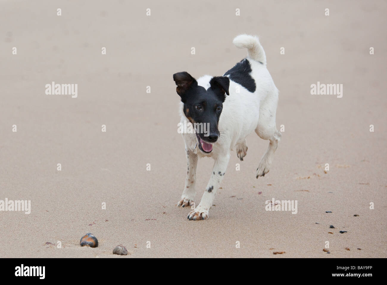 Le Fox Terrier on Beach Banque D'Images